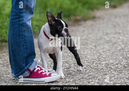 Der 5 Monate alte boston Terrier wartet sanft zu den Füßen seines Besitzers Stockfoto