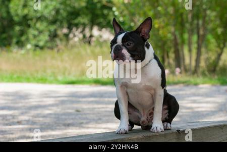 Kopfporträt eines reinrassigen Boston Terrier Welpen mit niedlichem Gesichtsausdruck. Der junge Boston Terrier sitzt auf einer Bank im Park. Stockfoto