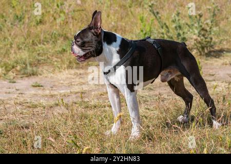 2 Jahre alter schwarz-weißer Hund, junger reinrassiger Boston Terrier in einem Park. Warten und warten ist der Befehl des Besitzers. Stockfoto