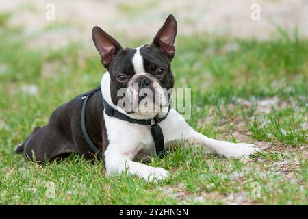 Boston Terrierhund liegt im Gras. Lustiges Kopfporträt eines 5-jährigen schwarz-weißen Hundes, jungen reinrassigen Boston Terrier in einem Park. Stockfoto