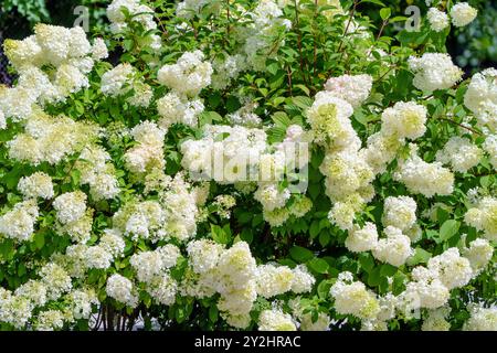 Atemberaubender Blick auf weiße Hortensie blüht wunderschön in einer üppigen Gartenumgebung Stockfoto
