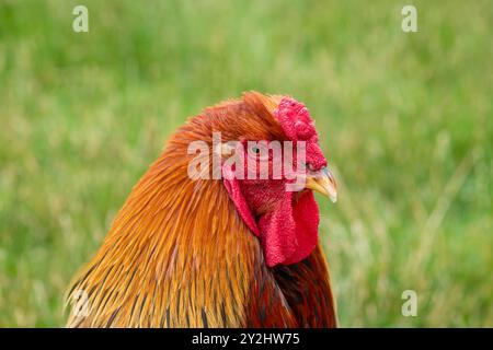 Kopfschuss eines Welsummer Hahns Stockfoto