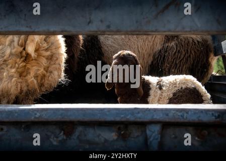 Niedliches Baby-Lamm, das im Pickup-Truck zur Farm transportiert wird, eingerahmt von Lastwagenstangen Stockfoto