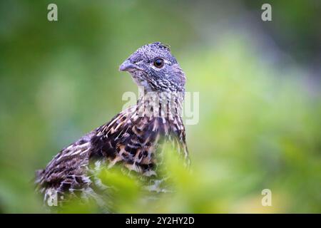 Ein Ruffed Grouse, der aus Büschen am Jenny Lake Loop Trail ausblickt. Grand Teton National Park, Wyoming Stockfoto