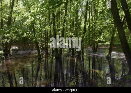 Der Schwarze See bei Oderberg liegt versteckt in einem schmalen Waldstreifen an der Brodowiner Straße nördlich von Oderberg. Das Gewässer liegt in einer flachen Senke und hatte ursprünglich eine Fläche von 1,5 Hektar. Davon ist inzwischen nur noch ein feuchter Wald verblieben. Der Schwarze See hat sich auf eine Fläche von weniger als 1000 Quadratmeter zurückgezogen und beheimatet vorrangig Weißfische. In folge von lang anhaltenden Trockenperioden kann das Gewässer fast trocken fallen, doch bei ausreichend Niederschlag steigt der Pegel bis in den Wald hinein. Das Wasser ist reich an Huminstoffe Stockfoto