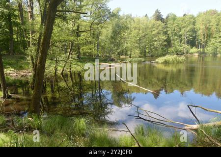 Der Schwarze See bei Oderberg liegt versteckt in einem schmalen Waldstreifen an der Brodowiner Straße nördlich von Oderberg. Das Gewässer liegt in einer flachen Senke und hatte ursprünglich eine Fläche von 1,5 Hektar. Davon ist inzwischen nur noch ein feuchter Wald verblieben. Der Schwarze See hat sich auf eine Fläche von weniger als 1000 Quadratmeter zurückgezogen und beheimatet vorrangig Weißfische. In folge von lang anhaltenden Trockenperioden kann das Gewässer fast trocken fallen, doch bei ausreichend Niederschlag steigt der Pegel bis in den Wald hinein. Das Wasser ist reich an Huminstoffe Stockfoto