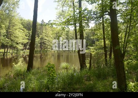 Der Schwarze See bei Oderberg liegt versteckt in einem schmalen Waldstreifen an der Brodowiner Straße nördlich von Oderberg. Das Gewässer liegt in einer flachen Senke und hatte ursprünglich eine Fläche von 1,5 Hektar. Davon ist inzwischen nur noch ein feuchter Wald verblieben. Der Schwarze See hat sich auf eine Fläche von weniger als 1000 Quadratmeter zurückgezogen und beheimatet vorrangig Weißfische. In folge von lang anhaltenden Trockenperioden kann das Gewässer fast trocken fallen, doch bei ausreichend Niederschlag steigt der Pegel bis in den Wald hinein. Das Wasser ist reich an Huminstoffe Stockfoto