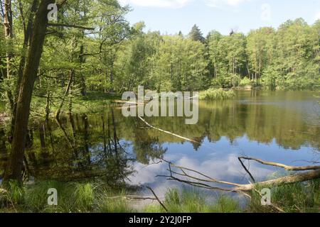 Der Schwarze See bei Oderberg liegt versteckt in einem schmalen Waldstreifen an der Brodowiner Straße nördlich von Oderberg. Das Gewässer liegt in einer flachen Senke und hatte ursprünglich eine Fläche von 1,5 Hektar. Davon ist inzwischen nur noch ein feuchter Wald verblieben. Der Schwarze See hat sich auf eine Fläche von weniger als 1000 Quadratmeter zurückgezogen und beheimatet vorrangig Weißfische. In folge von lang anhaltenden Trockenperioden kann das Gewässer fast trocken fallen, doch bei ausreichend Niederschlag steigt der Pegel bis in den Wald hinein. Das Wasser ist reich an Huminstoffe Stockfoto