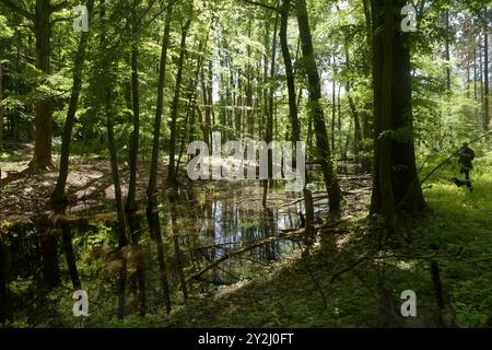 Der Schwarze See bei Oderberg liegt versteckt in einem schmalen Waldstreifen an der Brodowiner Straße nördlich von Oderberg. Das Gewässer liegt in einer flachen Senke und hatte ursprünglich eine Fläche von 1,5 Hektar. Davon ist inzwischen nur noch ein feuchter Wald verblieben. Der Schwarze See hat sich auf eine Fläche von weniger als 1000 Quadratmeter zurückgezogen und beheimatet vorrangig Weißfische. In folge von lang anhaltenden Trockenperioden kann das Gewässer fast trocken fallen, doch bei ausreichend Niederschlag steigt der Pegel bis in den Wald hinein. Das Wasser ist reich an Huminstoffe Stockfoto