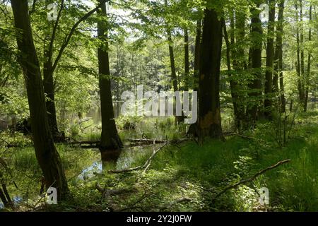 Der Schwarze See bei Oderberg liegt versteckt in einem schmalen Waldstreifen an der Brodowiner Straße nördlich von Oderberg. Das Gewässer liegt in einer flachen Senke und hatte ursprünglich eine Fläche von 1,5 Hektar. Davon ist inzwischen nur noch ein feuchter Wald verblieben. Der Schwarze See hat sich auf eine Fläche von weniger als 1000 Quadratmeter zurückgezogen und beheimatet vorrangig Weißfische. In folge von lang anhaltenden Trockenperioden kann das Gewässer fast trocken fallen, doch bei ausreichend Niederschlag steigt der Pegel bis in den Wald hinein. Das Wasser ist reich an Huminstoffe Stockfoto