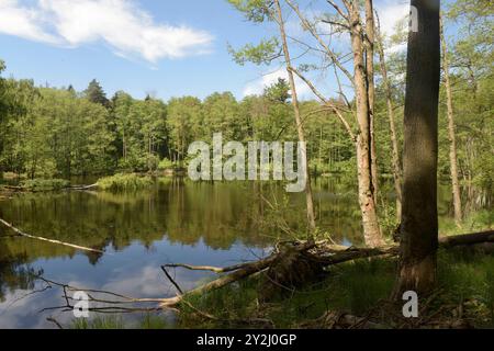 Der Schwarze See bei Oderberg liegt versteckt in einem schmalen Waldstreifen an der Brodowiner Straße nördlich von Oderberg. Das Gewässer liegt in einer flachen Senke und hatte ursprünglich eine Fläche von 1,5 Hektar. Davon ist inzwischen nur noch ein feuchter Wald verblieben. Der Schwarze See hat sich auf eine Fläche von weniger als 1000 Quadratmeter zurückgezogen und beheimatet vorrangig Weißfische. In folge von lang anhaltenden Trockenperioden kann das Gewässer fast trocken fallen, doch bei ausreichend Niederschlag steigt der Pegel bis in den Wald hinein. Das Wasser ist reich an Huminstoffe Stockfoto