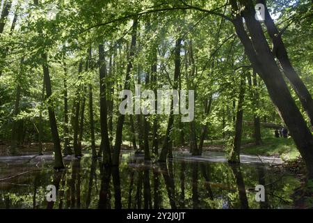 Der Schwarze See bei Oderberg liegt versteckt in einem schmalen Waldstreifen an der Brodowiner Straße nördlich von Oderberg. Das Gewässer liegt in einer flachen Senke und hatte ursprünglich eine Fläche von 1,5 Hektar. Davon ist inzwischen nur noch ein feuchter Wald verblieben. Der Schwarze See hat sich auf eine Fläche von weniger als 1000 Quadratmeter zurückgezogen und beheimatet vorrangig Weißfische. In folge von lang anhaltenden Trockenperioden kann das Gewässer fast trocken fallen, doch bei ausreichend Niederschlag steigt der Pegel bis in den Wald hinein. Das Wasser ist reich an Huminstoffe Stockfoto