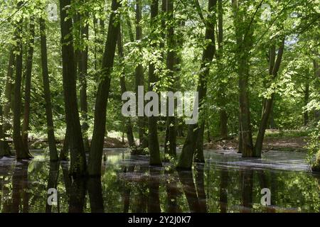 Der Schwarze See bei Oderberg liegt versteckt in einem schmalen Waldstreifen an der Brodowiner Straße nördlich von Oderberg. Das Gewässer liegt in einer flachen Senke und hatte ursprünglich eine Fläche von 1,5 Hektar. Davon ist inzwischen nur noch ein feuchter Wald verblieben. Der Schwarze See hat sich auf eine Fläche von weniger als 1000 Quadratmeter zurückgezogen und beheimatet vorrangig Weißfische. In folge von lang anhaltenden Trockenperioden kann das Gewässer fast trocken fallen, doch bei ausreichend Niederschlag steigt der Pegel bis in den Wald hinein. Das Wasser ist reich an Huminstoffe Stockfoto