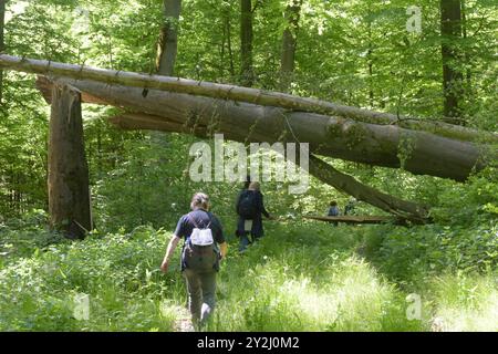 Der Schwarze See bei Oderberg liegt versteckt in einem schmalen Waldstreifen an der Brodowiner Straße nördlich von Oderberg. Das Gewässer liegt in einer flachen Senke und hatte ursprünglich eine Fläche von 1,5 Hektar. Davon ist inzwischen nur noch ein feuchter Wald verblieben. Der Schwarze See hat sich auf eine Fläche von weniger als 1000 Quadratmeter zurückgezogen und beheimatet vorrangig Weißfische. In folge von lang anhaltenden Trockenperioden kann das Gewässer fast trocken fallen, doch bei ausreichend Niederschlag steigt der Pegel bis in den Wald hinein. Das Wasser ist reich an Huminstoffe Stockfoto