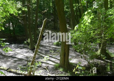 Der Schwarze See bei Oderberg liegt versteckt in einem schmalen Waldstreifen an der Brodowiner Straße nördlich von Oderberg. Das Gewässer liegt in einer flachen Senke und hatte ursprünglich eine Fläche von 1,5 Hektar. Davon ist inzwischen nur noch ein feuchter Wald verblieben. Der Schwarze See hat sich auf eine Fläche von weniger als 1000 Quadratmeter zurückgezogen und beheimatet vorrangig Weißfische. In folge von lang anhaltenden Trockenperioden kann das Gewässer fast trocken fallen, doch bei ausreichend Niederschlag steigt der Pegel bis in den Wald hinein. Das Wasser ist reich an Huminstoffe Stockfoto