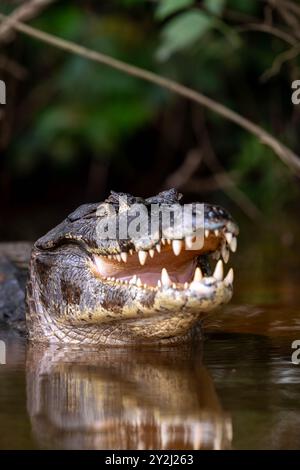 Die bedrohliche Lage eines Kaimans im Fluss Pantanal, Brasilien Stockfoto