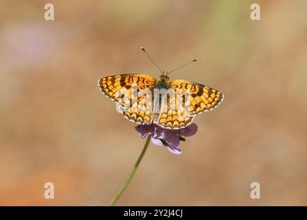 Knapweed Fritillary Butterfly - Melitaea phoebe Stockfoto