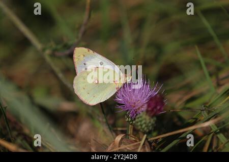 Berger's getrübtes gelbes Weibchen auf violetter Blume - Colias alfacariensis Stockfoto