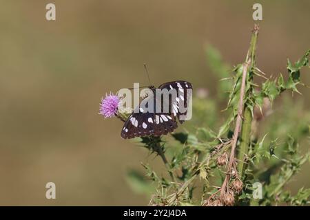 Südlicher Weißer Admiral-Schmetterling - Limenitis reducta Stockfoto