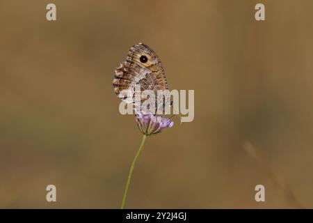 Falscher Äschen-Schmetterling - arethusana arethusa Stockfoto