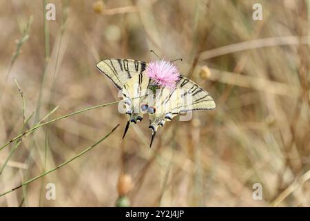 Ein schüchterner iberischer Schwalbenschwanz oder südlicher Schwalbenschwanz - Iphiclides feisthamelii auf rosa Blüte Stockfoto