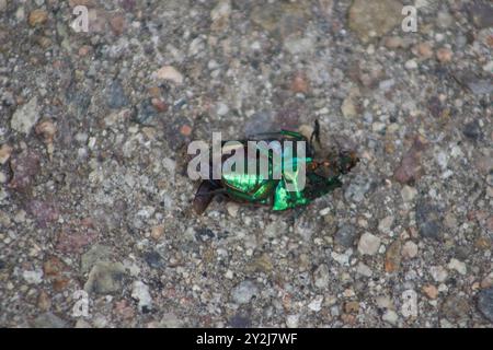 Dead Green June Käfer mit Fliege auf sich zersetzt Stockfoto