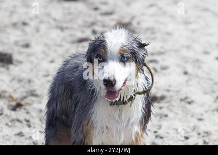 Nass lächelnder australischer Schäferhund mit blauen Augen im Sand am Ocean Beach Dog Beach San Diego Stockfoto