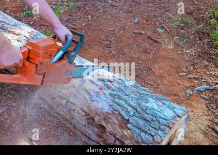 Der Forstarbeiter sägt einen alten, beschädigten großen Baum mit der Motorsäge ab, um den sanitären Beschnitt durchzuführen Stockfoto