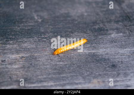 Wireworm - Larven von Agriotes eine Käferart aus der Familie der Elateridae. Es ist allgemein bekannt als der ausgekleidete Klickkäfer. Stockfoto