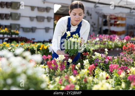 Junge Gärtnerin im Overall kümmert sich um Blumenkonillets (antirrhinum majus) im Gewächshaus Stockfoto