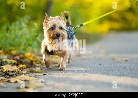 Pedigreed Australian Terrier Dog im Spätherbst Park. Herbstporträt von schwarzem und braunem reinrassigem, typisch australischem Terrier. Stockfoto