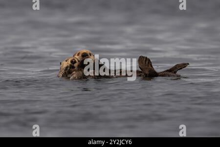 Mutter und Jungtier Nordseeotter in Kachemak Bay, Alaska Stockfoto