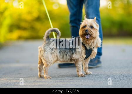 Pedigreed Australian Terrier Dog im Spätherbst Park. Herbstporträt von schwarzem und braunem reinrassigem, typisch australischem Terrier. Stockfoto