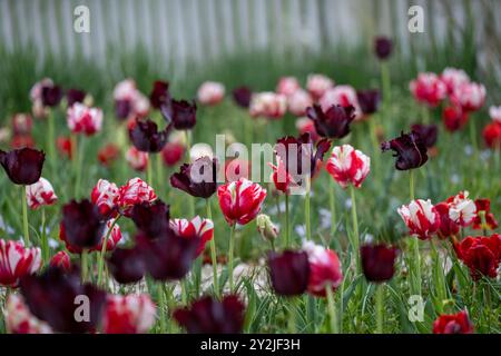 Lebendiges Tulpenfeld mit weichem Fokus Stockfoto