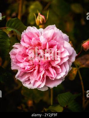 Schöne rosa Rose im Garten Stockfoto