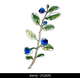 Blaubeerzweig Aquarellabbildung isoliert auf weiß. Waldpflanze mit blauen Beeren und Blättern. Skizzenelement für Postkarten, Grüße Stockfoto