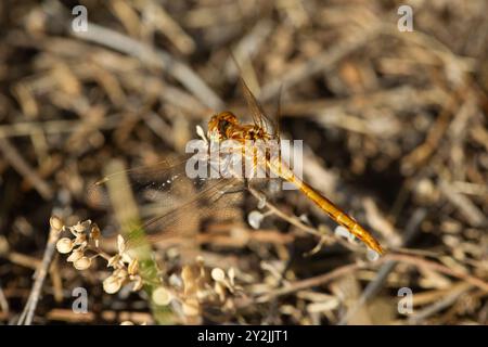 Flügelvenen bilden ein kompliziertes Muster auf diesem gestreiften Meadowhawk (Sympetrum pallipes). Allgemeine gelbe Färbung und Thoraxstreifen sind Feldmarkierungen. Stockfoto