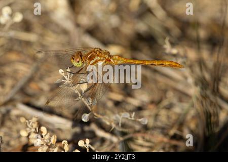 Flügelvenen bilden ein kompliziertes Muster auf diesem gestreiften Meadowhawk (Sympetrum pallipes). Allgemeine gelbe Färbung und Thoraxstreifen sind Feldmarkierungen. Stockfoto