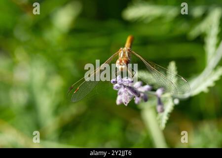 Flügelvenen bilden komplizierte Muster auf gestreiften Meadowhawk (Sympetrum pallipes). Gelbe Färbung und Bruststreifen sind Feldmarkierungen. Zum russischen Salbei. Stockfoto