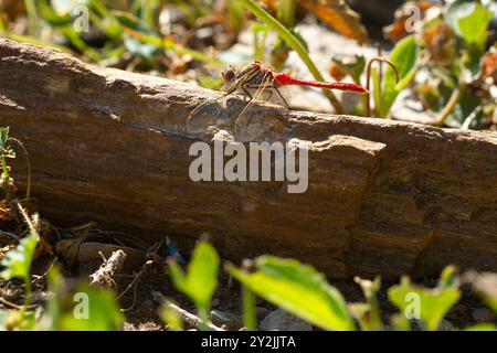 Flügelvenen bilden komplizierte Muster auf gestreiften Meadowhawk (Sympetrum pallipes), die auf Felsen thront. Stockfoto