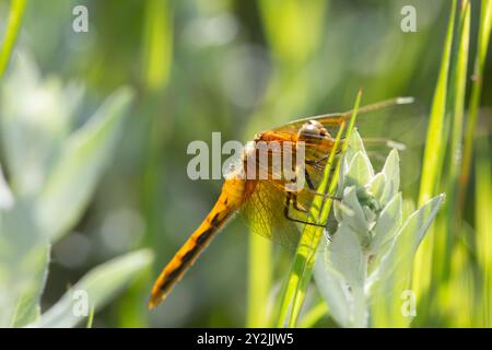 Ruby Meadowhawk (Sympetrum rubicundulum) ruht auf der Vegetation und wartet darauf, dass der Tag warm wird. Skimmer-Varietät von Libellen genannt Darters in Großbritannien. Stockfoto