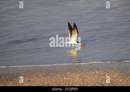 Ein schwarzer Skimmer, der im Wasser nach Nahrung an der Küste sucht. Stockfoto