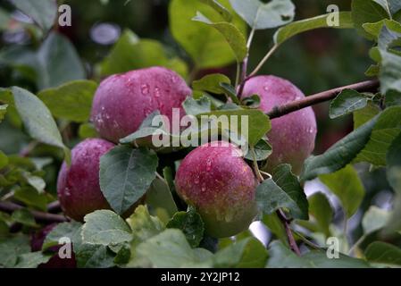 Die Reifen Äpfel an einem Baum Stockfoto