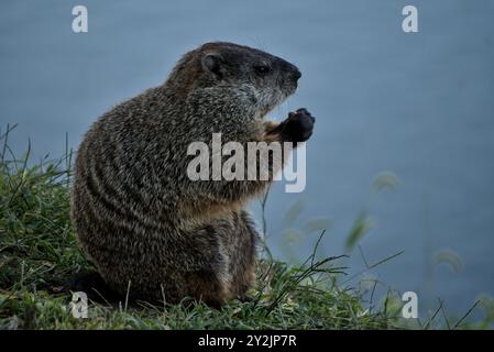 Mahnschweine essen auf einer Eichel am Susquehanna River in Pennsylvania Stockfoto