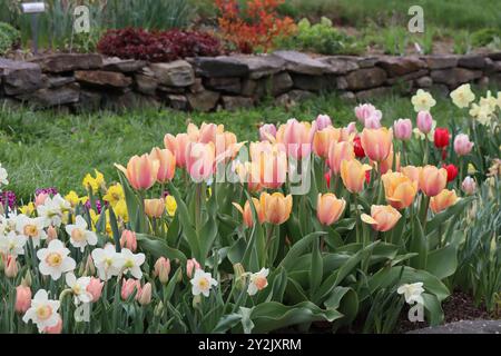 Ein lebhafter Wandteppich aus Frühlingsblüten, eine Symphonie aus Pfirsich- und AprikosenTulpen, die von zarten Narzissen unterstrichen werden. Stockfoto