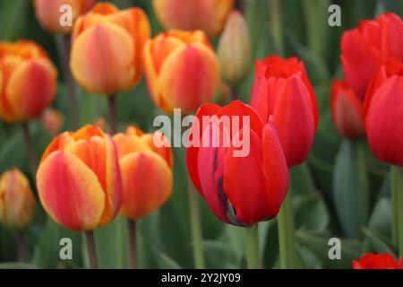 Ein lebendiger Farbteppich, in dem feurige Orangen und tiefe Rottöne vor der grünen Kulisse tanzen. Stockfoto