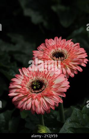 Zarte rosafarbene Gerber-Gänseblümchen, eine Symphonie aus weichen Blütenblättern, gebadet im warmen Glanz der Sonne. Stockfoto