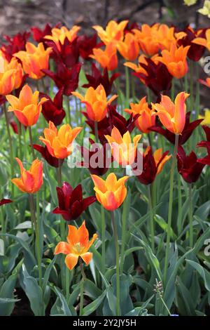 Ein lebendiger Farbteppich, in dem feurige Orangen und tiefe Rottöne zwischen dem grünen Laub tanzen. Stockfoto