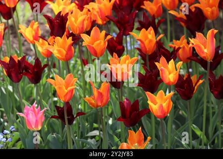 Ein lebendiger Farbteppich, in dem feurige Orangen und tiefe Rottöne zwischen dem grünen Laub tanzen. Stockfoto