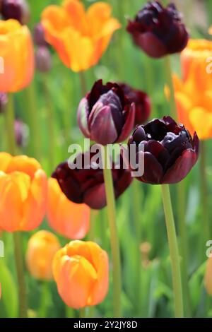 Ein lebendiger Farbteppich, in dem feurige Orangen und tiefe Rottöne zwischen dem grünen Laub tanzen. Stockfoto